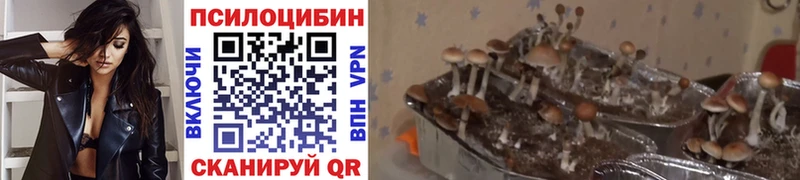 Псилоцибиновые грибы мицелий закладка Одинцово