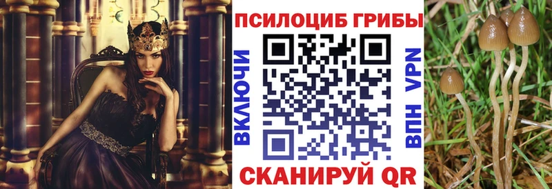 Псилоцибиновые грибы Cubensis Одинцово
